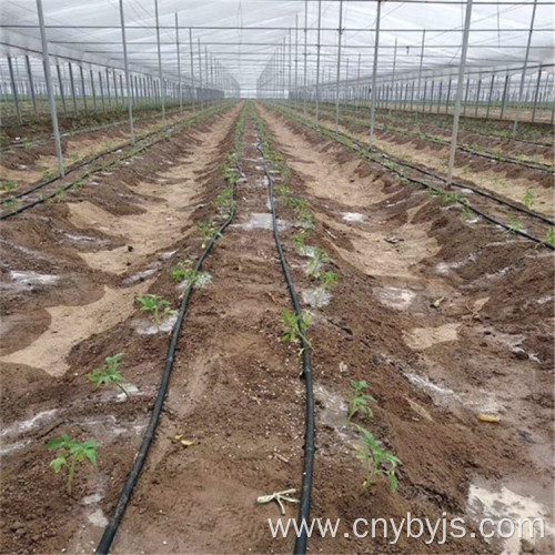 Drip irrigation for watermelon